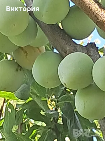 Продавам сливи Зелена ренглота