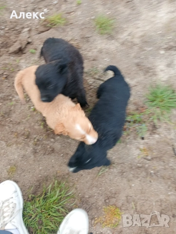 Подарявам малки кученца!, снимка 2 - Други - 54154098