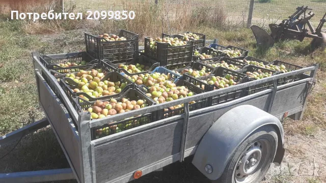 Смокини от смокинова градина, снимка 3 - Разсади - 55327710