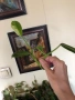 Резник philodendron Jose Buono , снимка 2