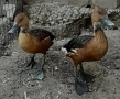 Продавам Яйца от дендроцини и бял ангъч, снимка 1