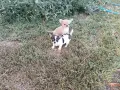 мъжки чихуахуа. , снимка 3