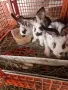 Продавам 7 бр.зайци , снимка 4