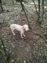Логото куче за трюфели, снимка 2