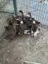 полудиви патици, снимка 2