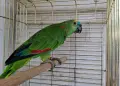 Папагал Синьочела амазона/ женска, снимка 6