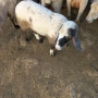 2 овци 2агнета и 2кози, снимка 4