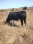 Месодайни телета, снимка 13