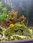 2бр оборудвани и готови аквариума !!!, снимка 7