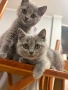🐾 Прекрасни женски котенца Британска късокосместа търсят своя дом 🐾, снимка 6