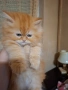 Уникално персийско котенце , снимка 2