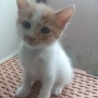 Подаряват се 5 котета домашни, снимка 1