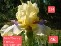Ириси за продажба 18 броя обява 1, снимка 13