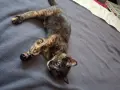 Бездомно женско коте, снимка 15
