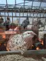 Продавам женски пъдпъдъци , снимка 3