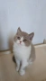 Британски котки , снимка 3