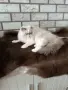 Персийско коте 😻💙, снимка 7