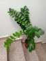 Замиокулкас ZZ Plant, снимка 2