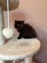Персийски котенца , снимка 11