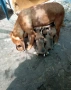 Продавам малки кученца Родезииски риджбек , снимка 4