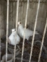 Продавам гълъби, снимка 17