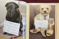 Dog Shaming, снимка 4