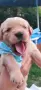 🐾 Малки кученца Голдън Ретривър търсят своите любящи семейства! 🐶❤️, снимка 4