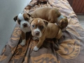 Американски питбул териер ,,Ред ноус''(American pitbull terrier Red nose), снимка 2