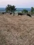 Продавам телета за доугояване , снимка 2