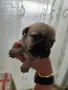 🐾 Очарователни бебета мопс търсят своите любящи семейства! 🐾, снимка 6