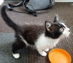 Подарявам малко котенце на 3 месеца, снимка 6