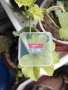 Карта памет "Sandisk Ultra" 16GB, снимка 3
