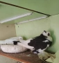 Продавам гълъби, снимка 1