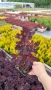 Червенолистна Смрадлика, Cotinus Royal purple или още Тетра!!!, снимка 11