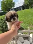 Кучета пекинези, снимка 2