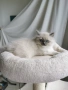 Ragdoll рагдол/регдол  котe , снимка 7