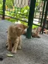 Осинови котенца , снимка 4