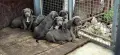 ТОП Американско були хл American bully xl ABKC, снимка 16