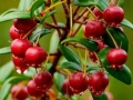 Чилийска гуава (Ugni molinae), снимка 3