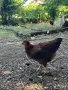 Ярки и кокошки! , снимка 3