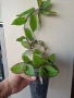 Традесканция, callisia soconuscensis Dragon Tail, снимка 3