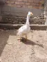 Качулата чешка гъска, снимка 2
