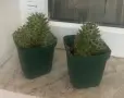 Кактус Mammillaria decipiens, снимка 5