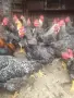 Продавам или разменям за ярки млади домашни петлета, снимка 4