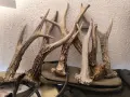 сръндак рогчета, снимка 5