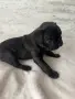 Френски булдог.             , снимка 2