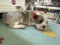 Френски  булдог, снимка 1