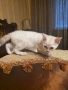 Бенгалски котета, снимка 6