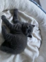 Котенца Британки, снимка 3