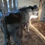 Мъжки Телета Ямбол , снимка 1